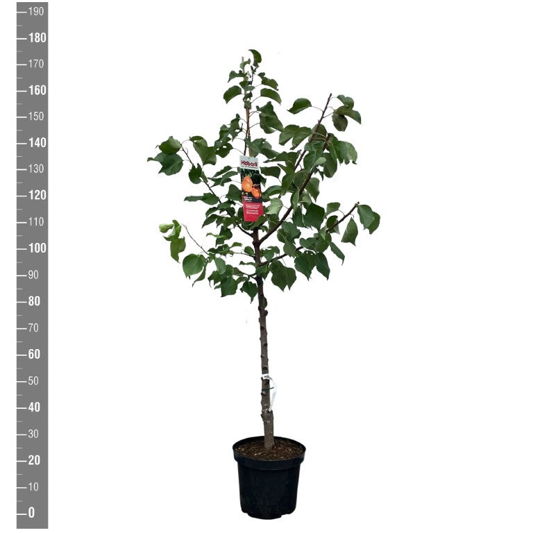 Prunus ar. &