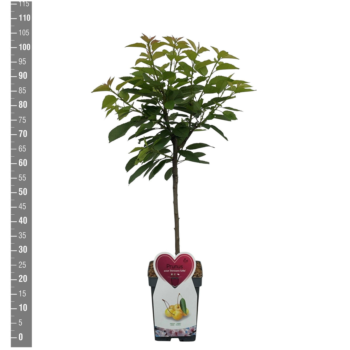 Prunus avium &