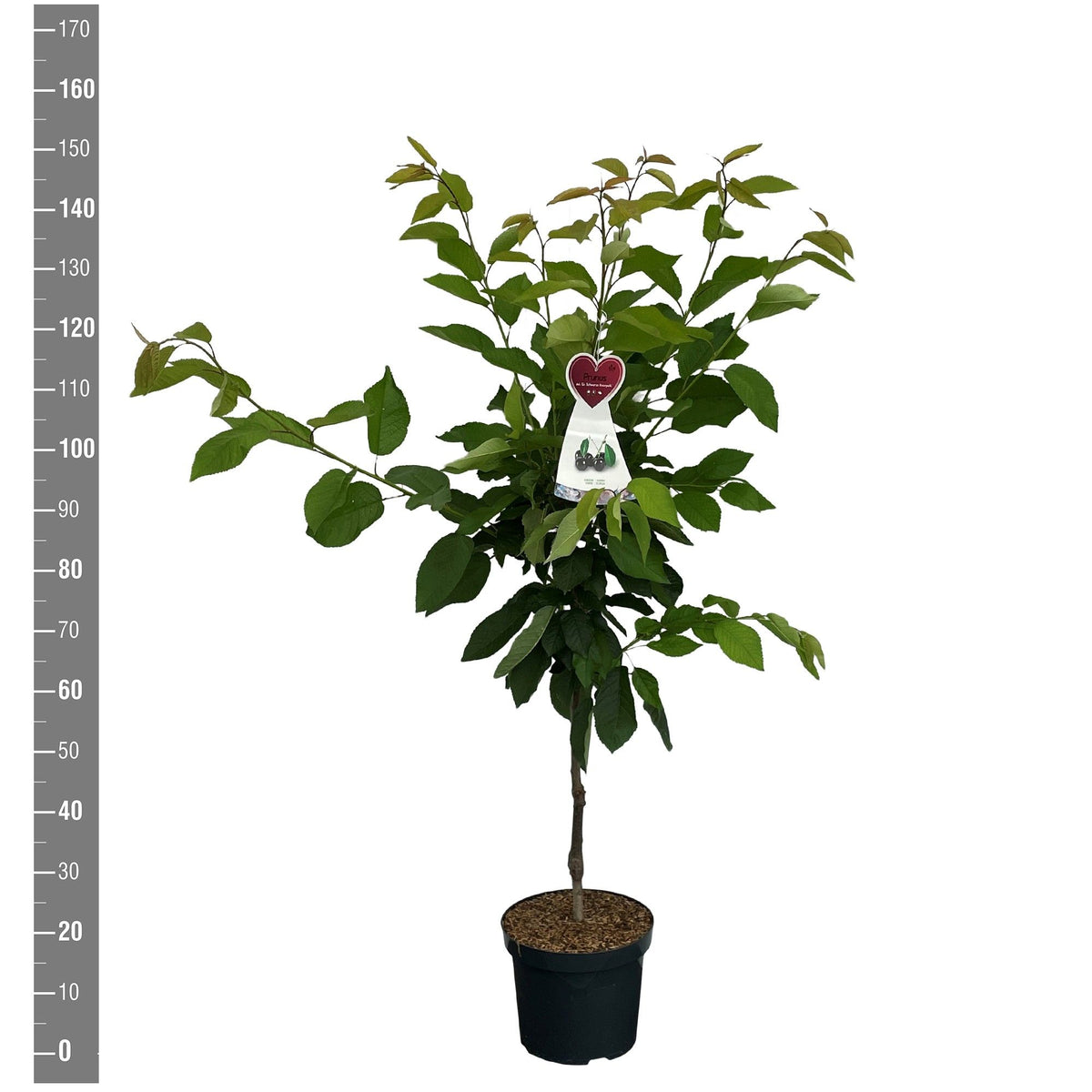Prunus a. &
