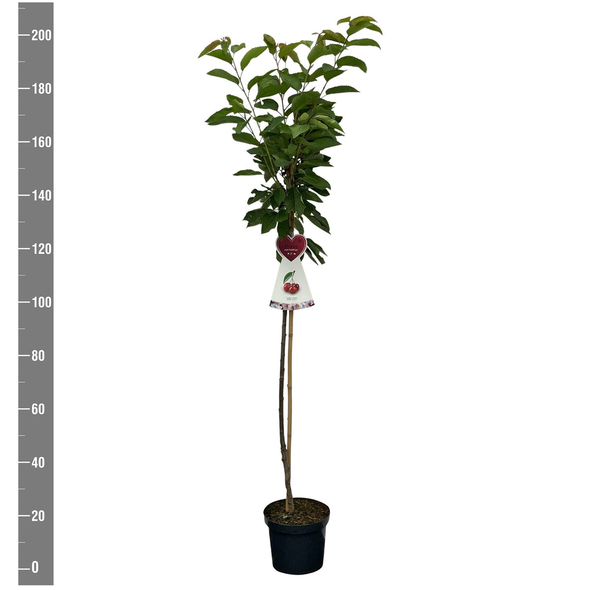 Prunus a. &
