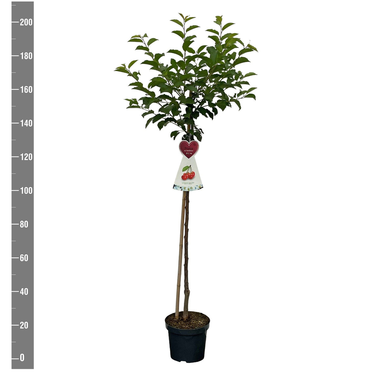 Prunus a. &