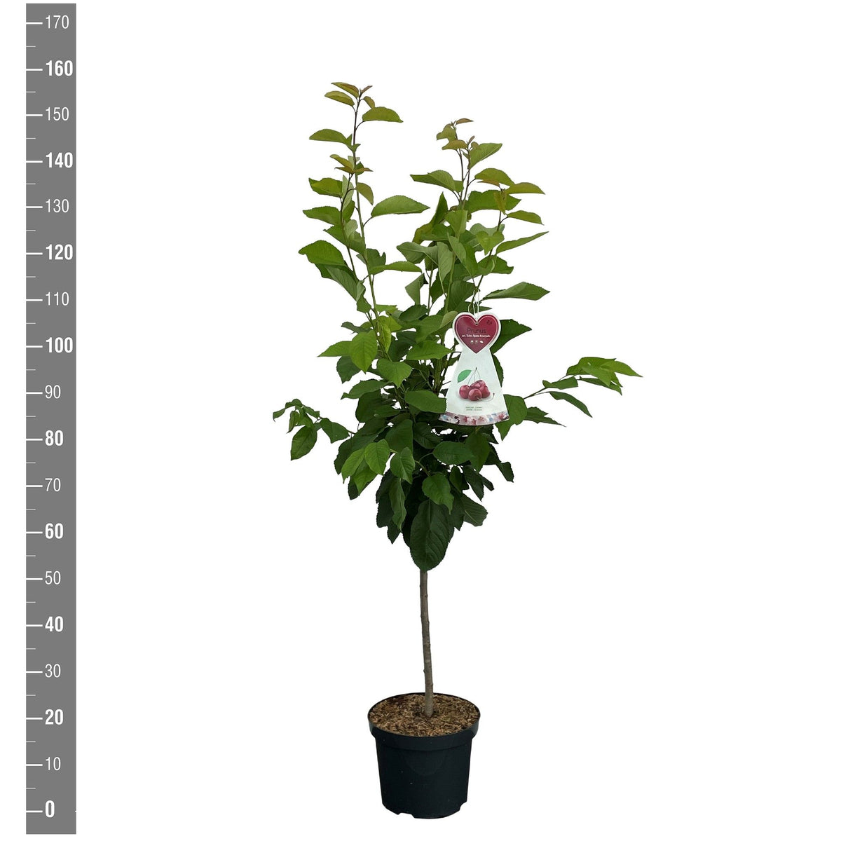 Prunus avium &
