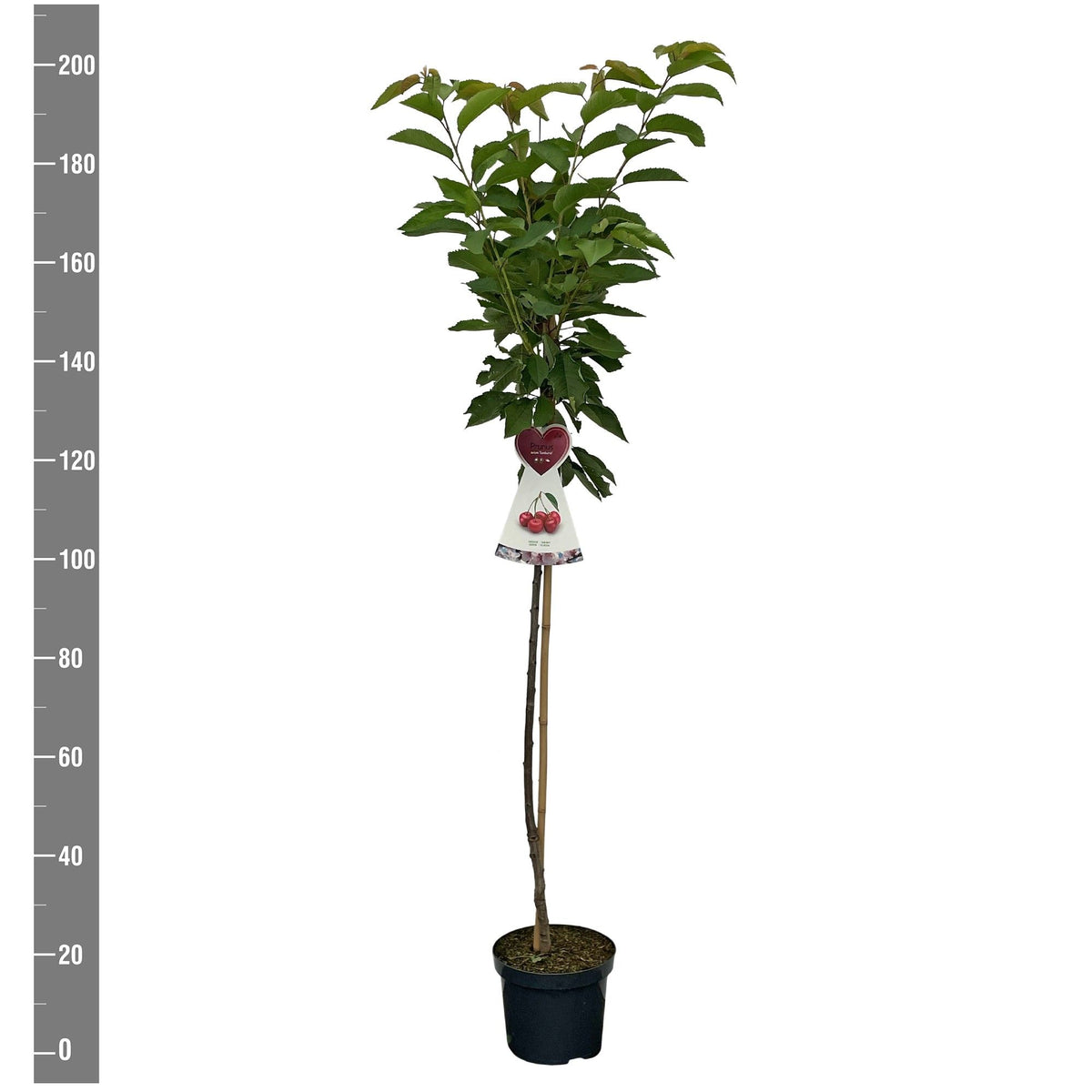 Prunus a. &