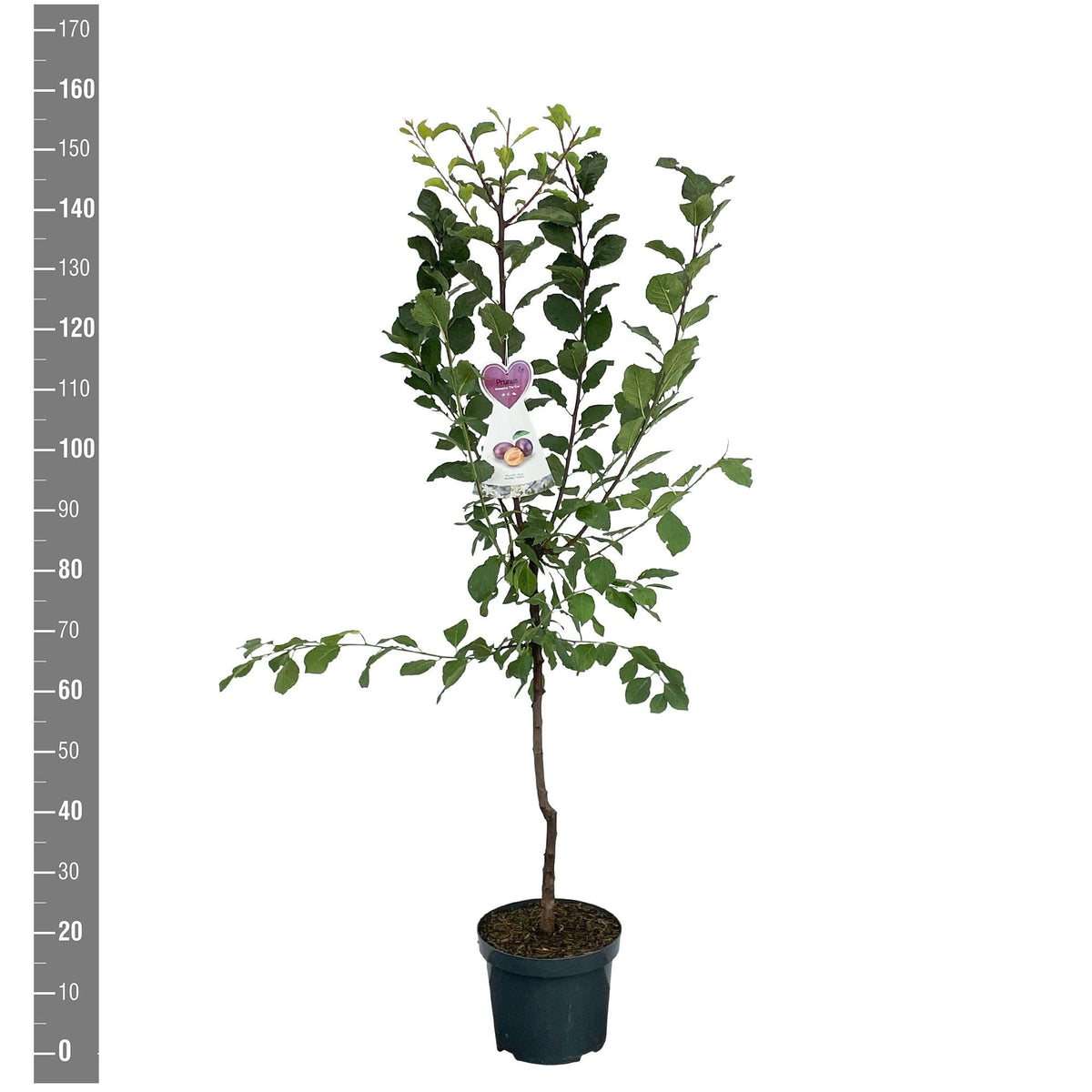 Prunus cistena C5 (5 liters kruka) / 23 cm kruka Buske