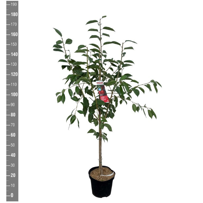 Prunus c. &