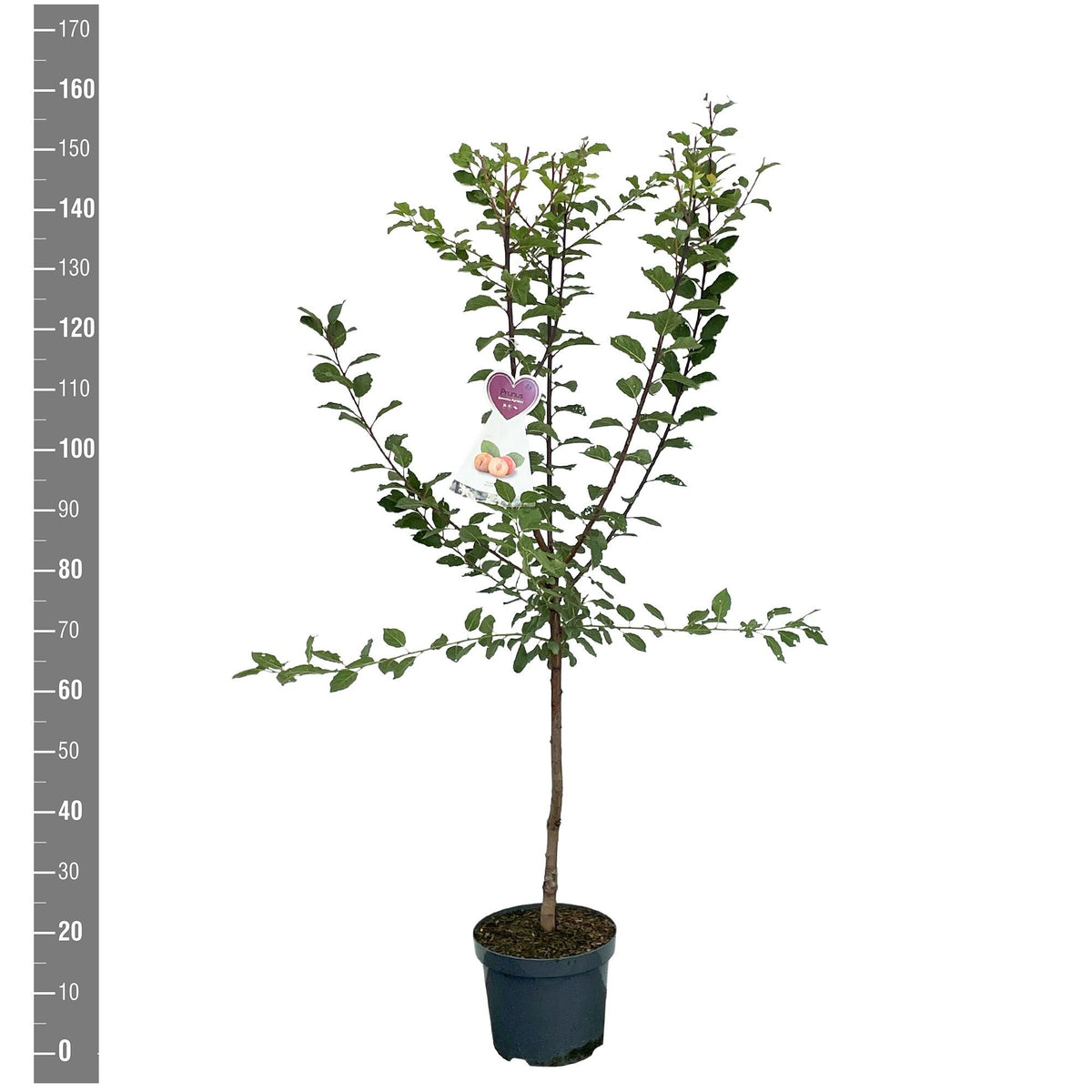 Prunus domestica &