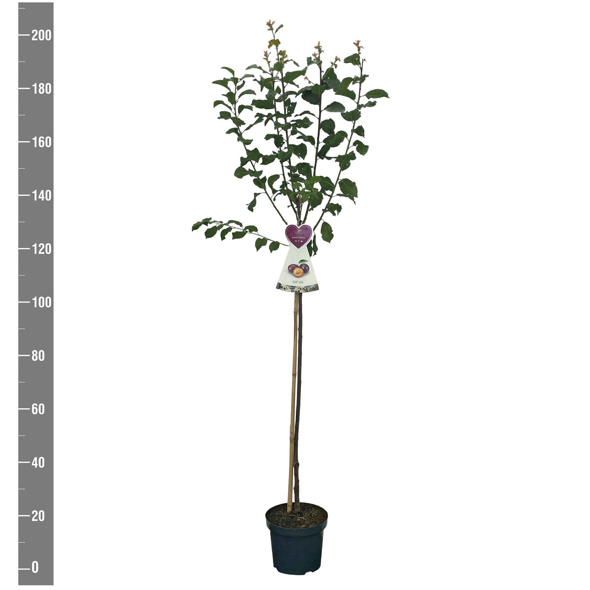 Prunus domestica &