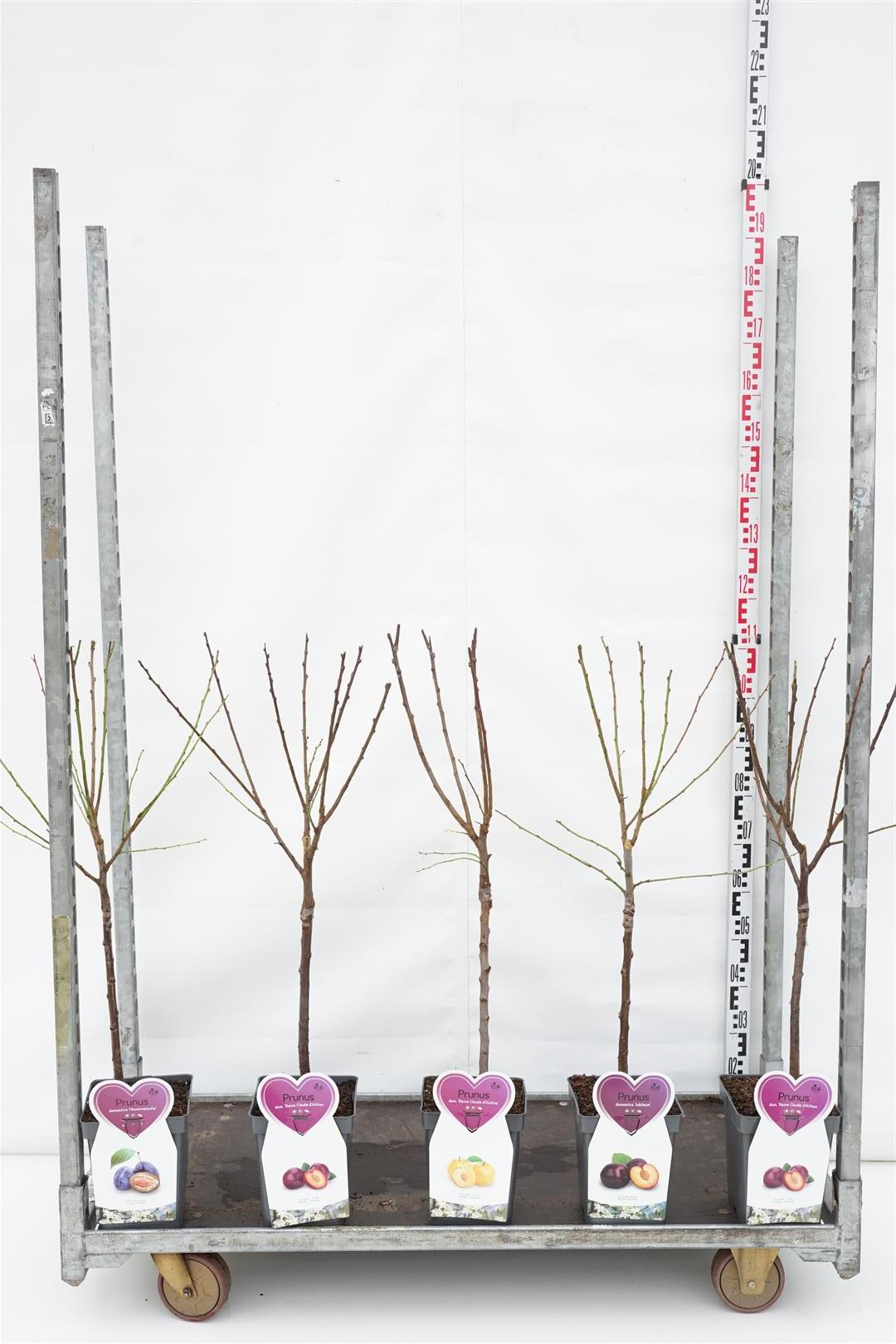 Prunus domestica i sorter (plommon) C5 (5 liters kruka) buskform
