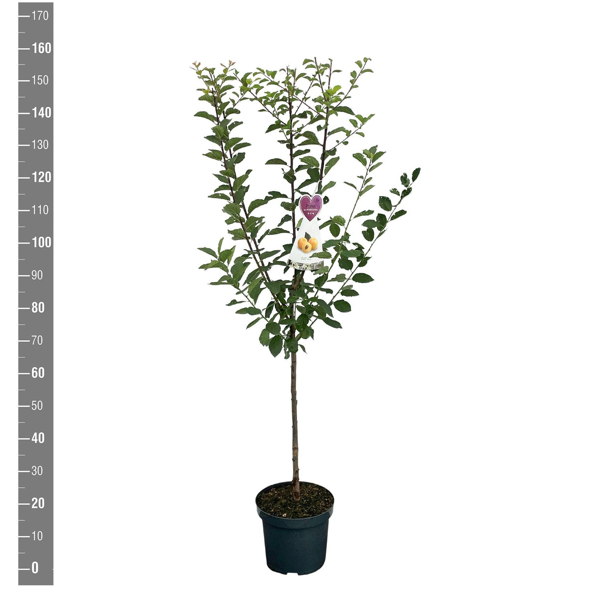Prunus domestica &
