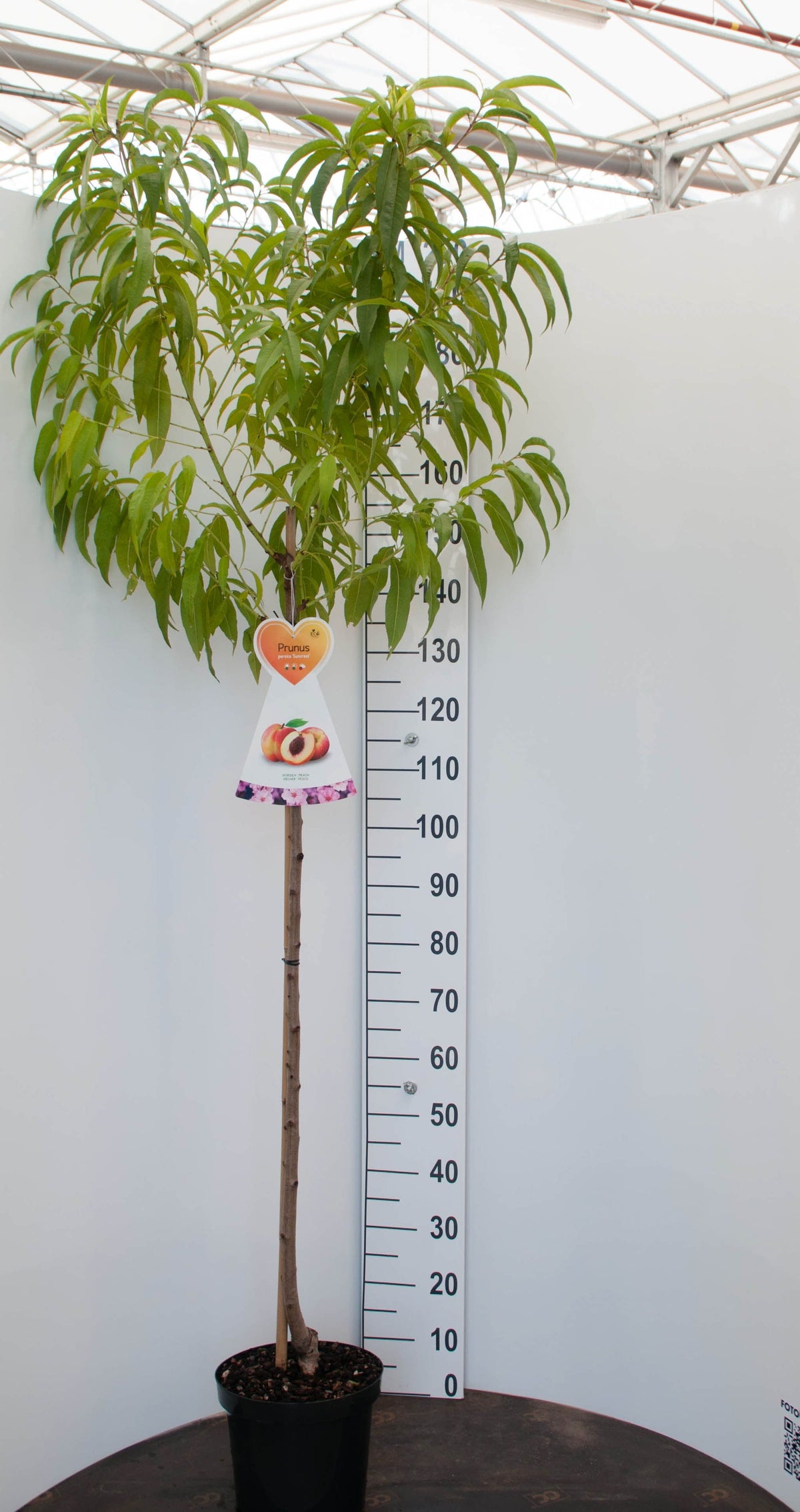 Prunus dulcis stam 120 cm C7,5 (7,5 liters kruka)
