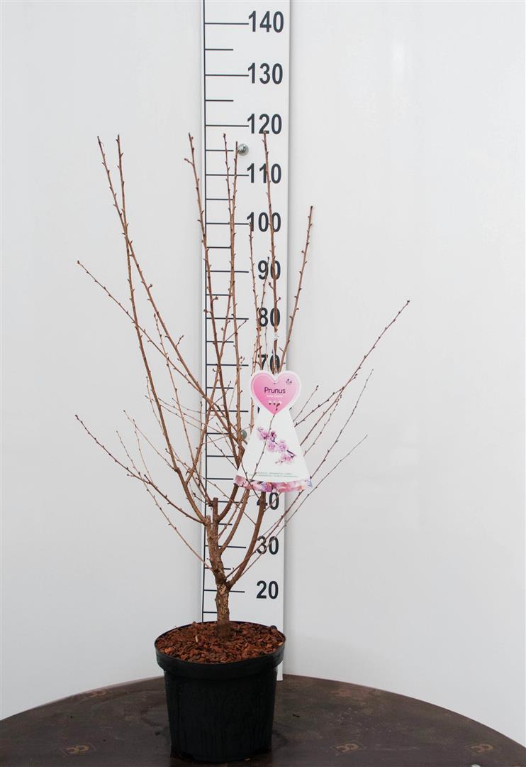 Prunus incisa &