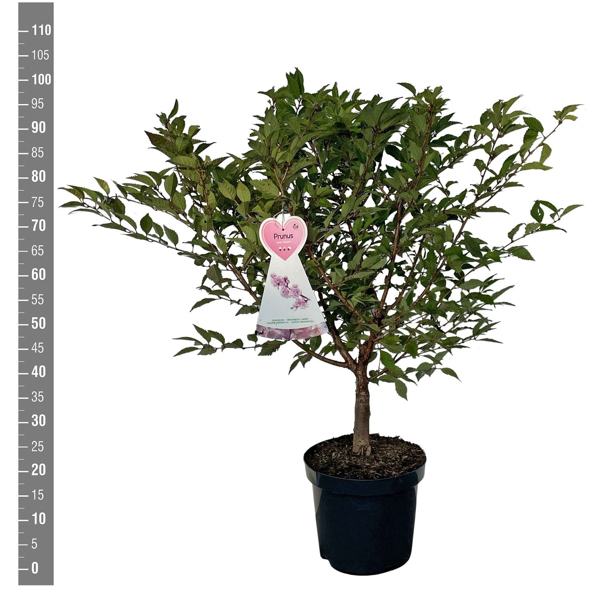 Prunus incisa &