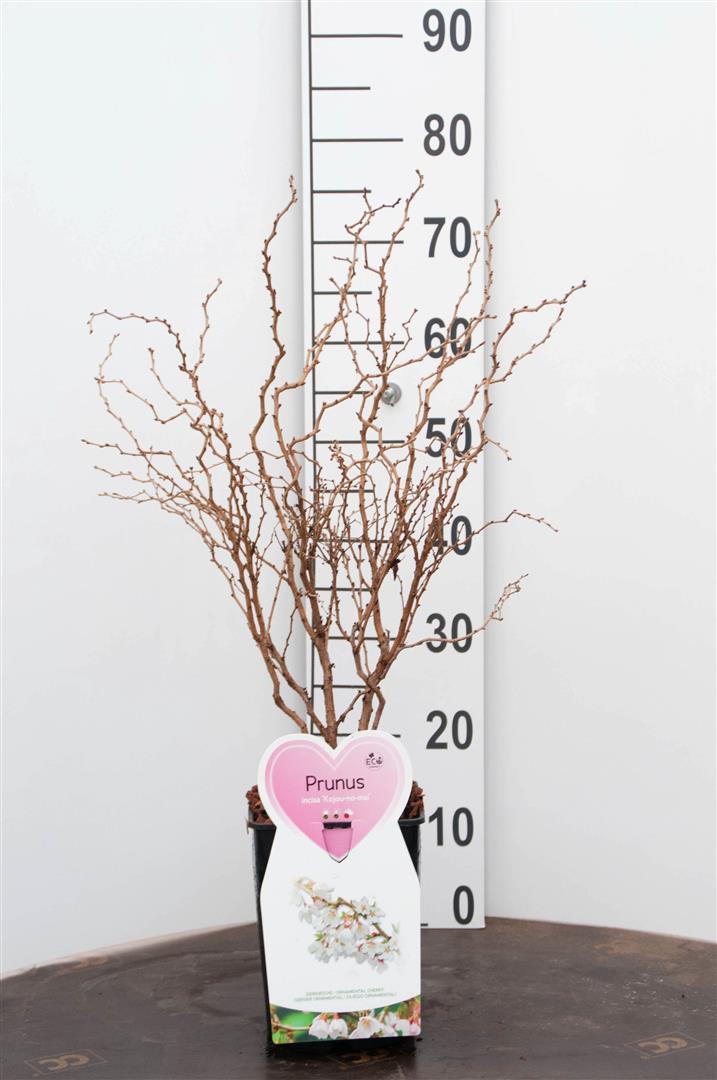 Prunus incisa &