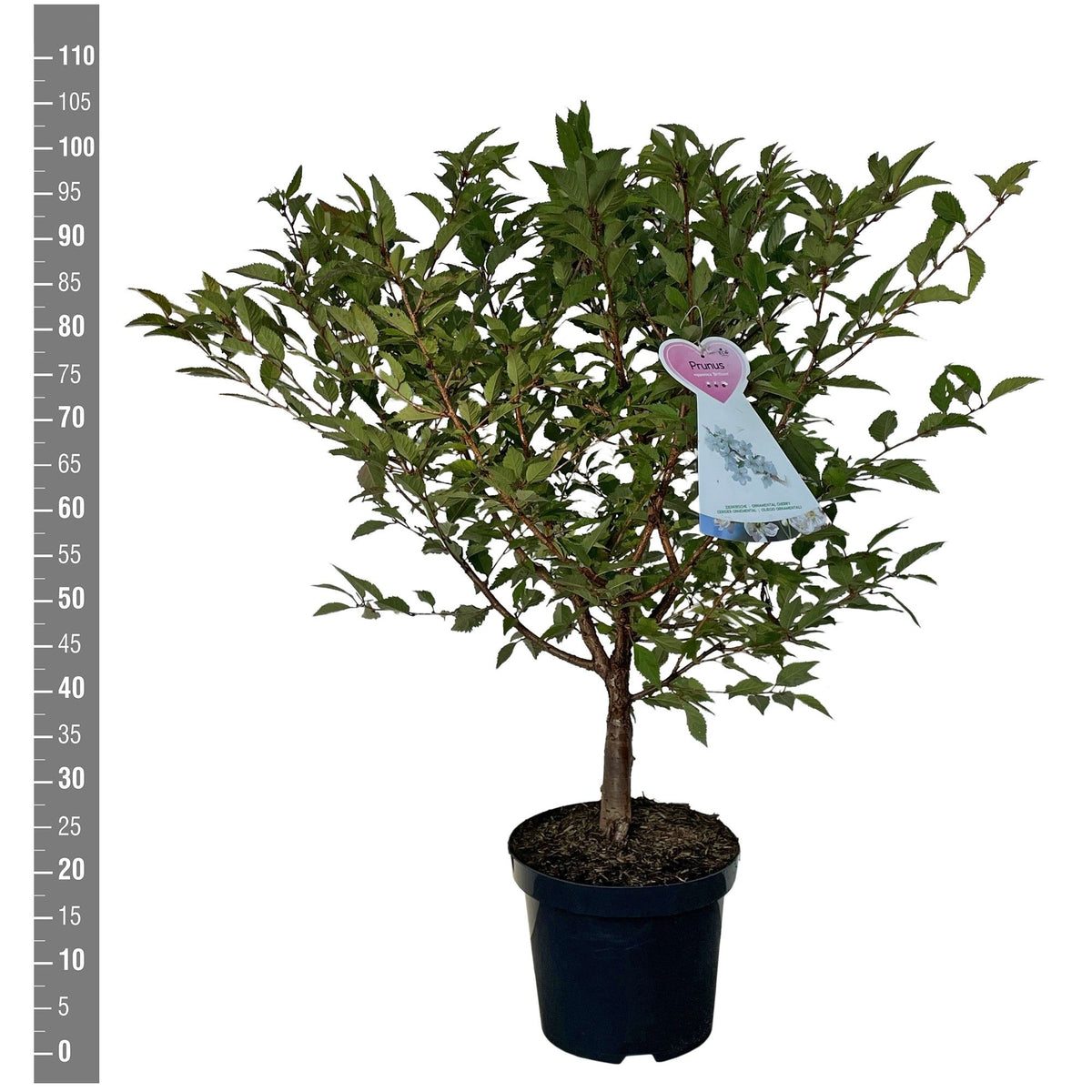 Prunus nipponica &