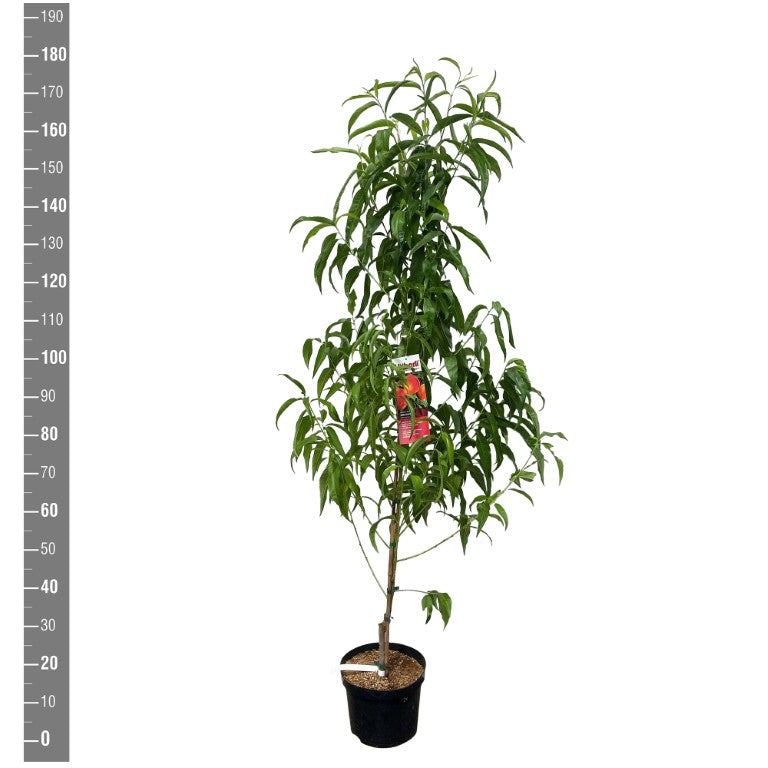 Prunus persica &