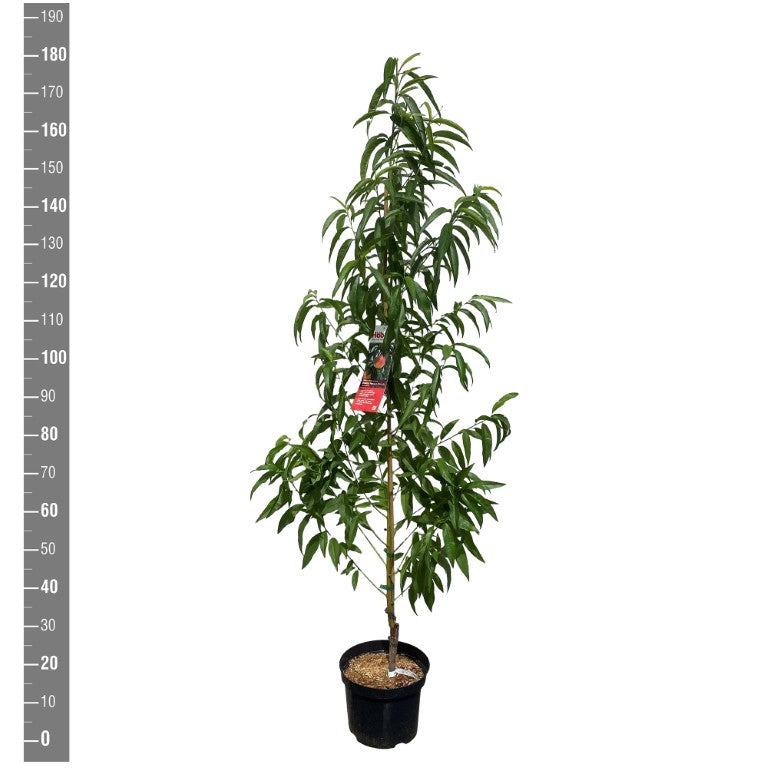Prunus p. &