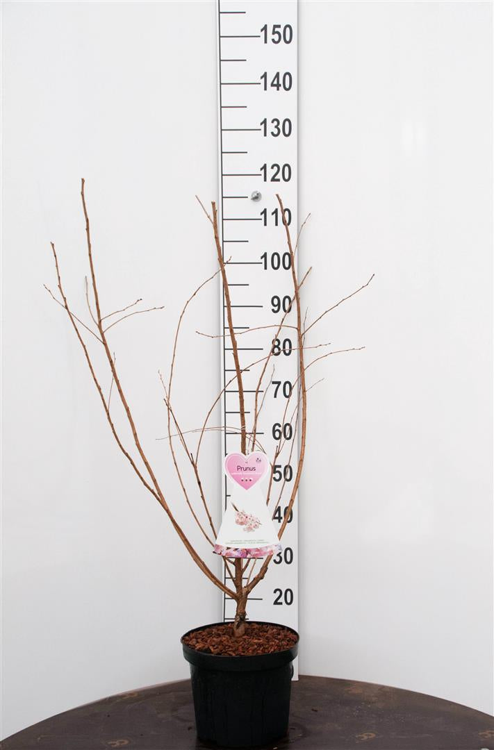 Prunus subh. &