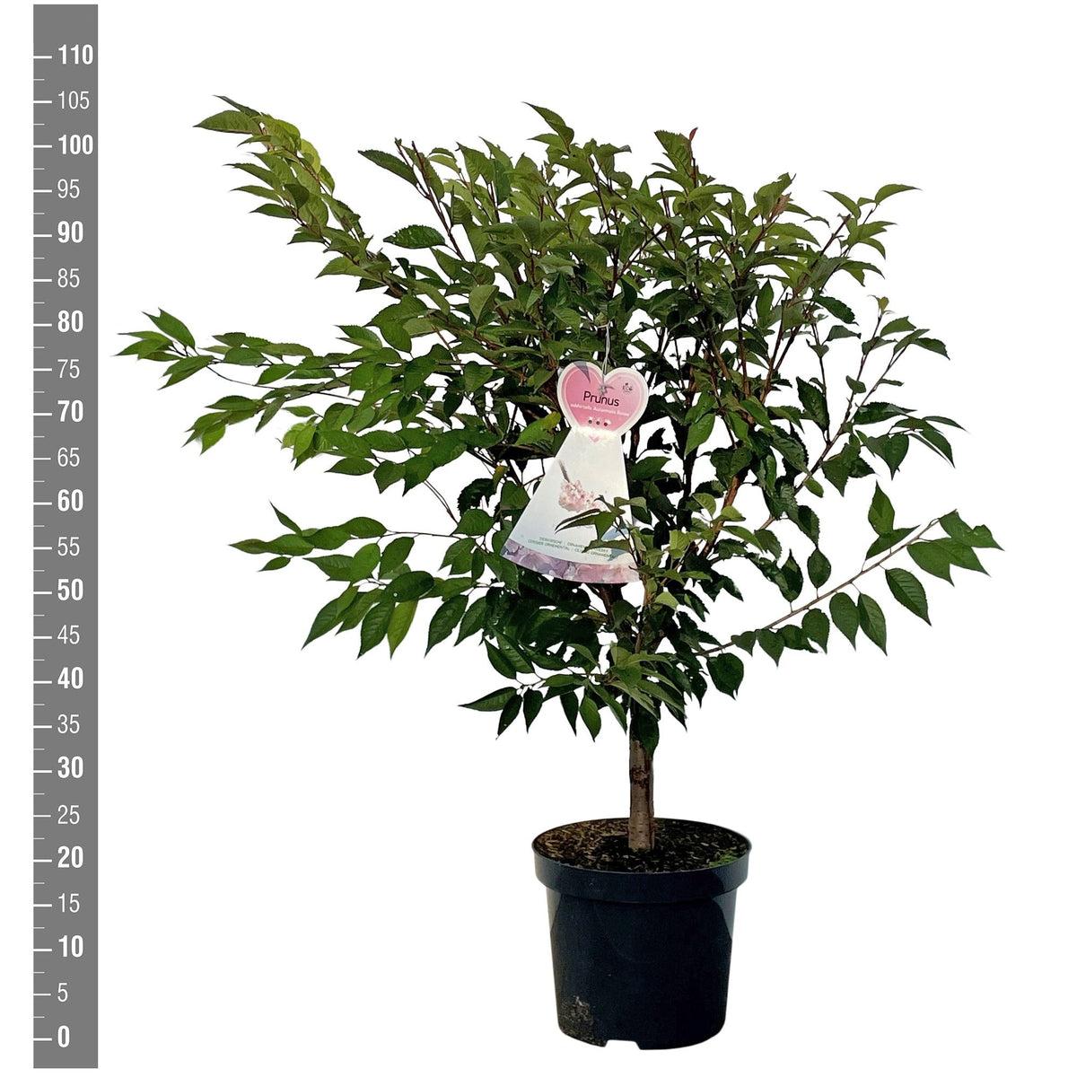 Prunus subh. &