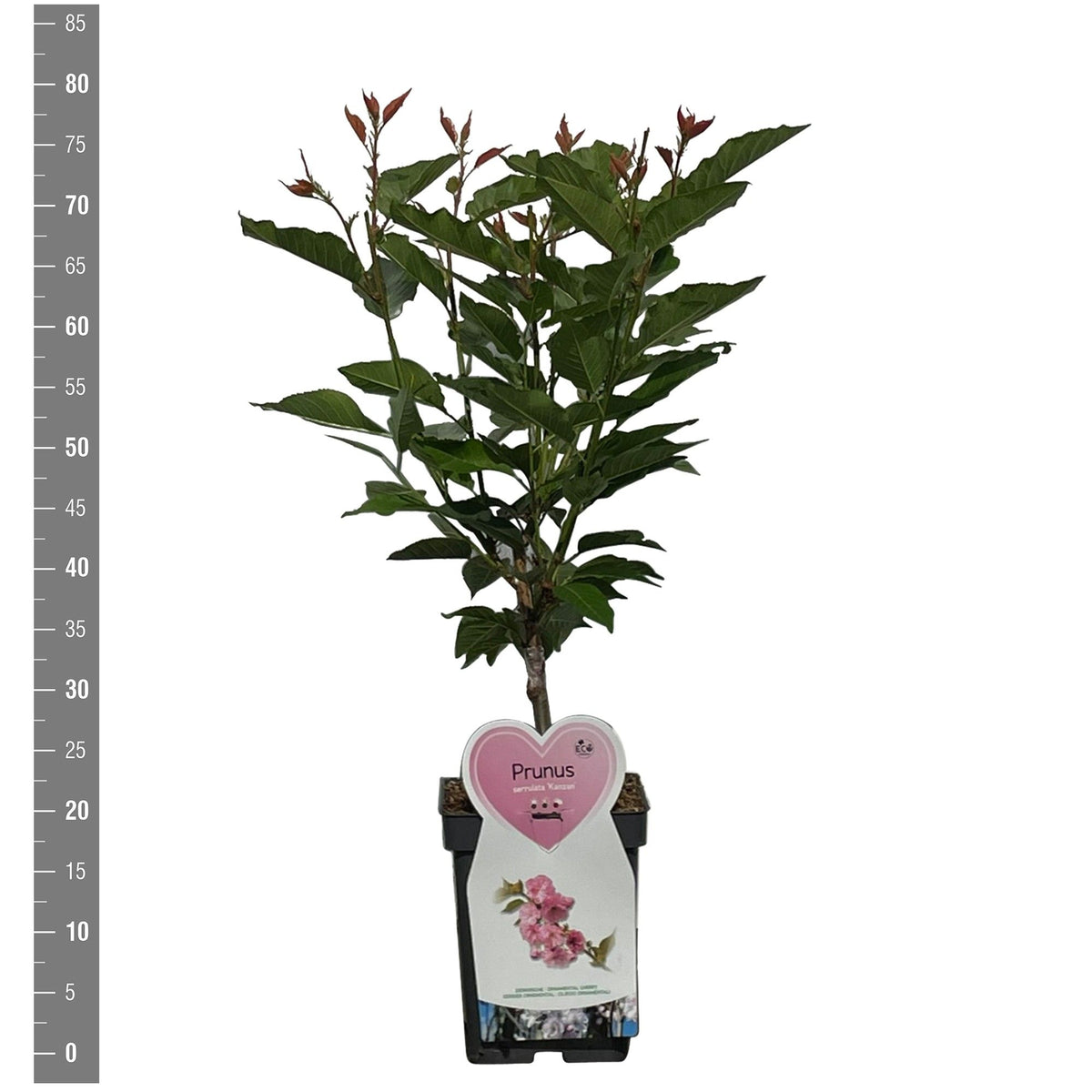 Prunus serr. &