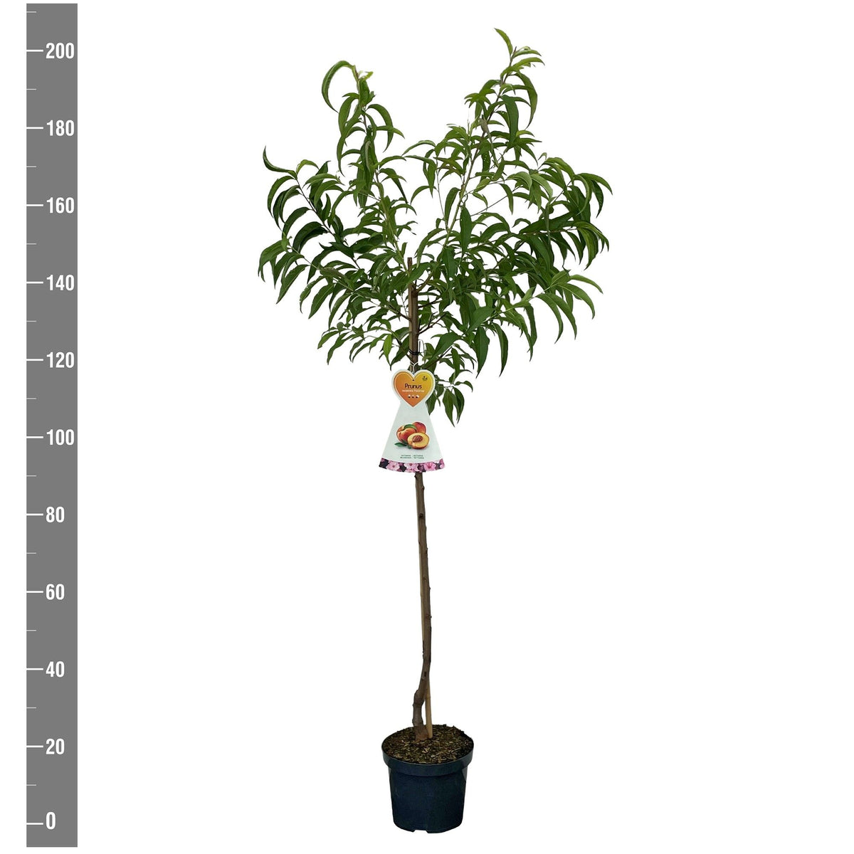 Prunus persica &