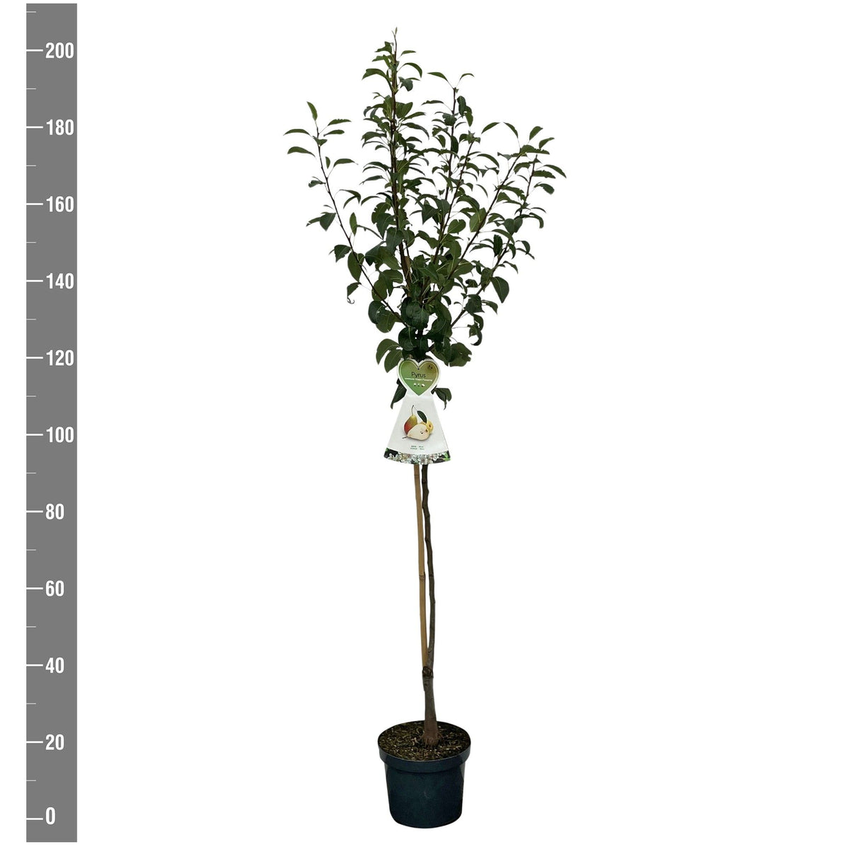 Pyrus communis &