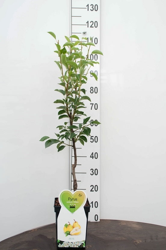Pyrus c. &
