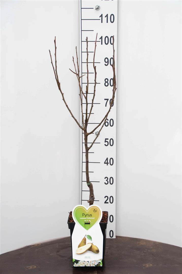Pyrus communis &