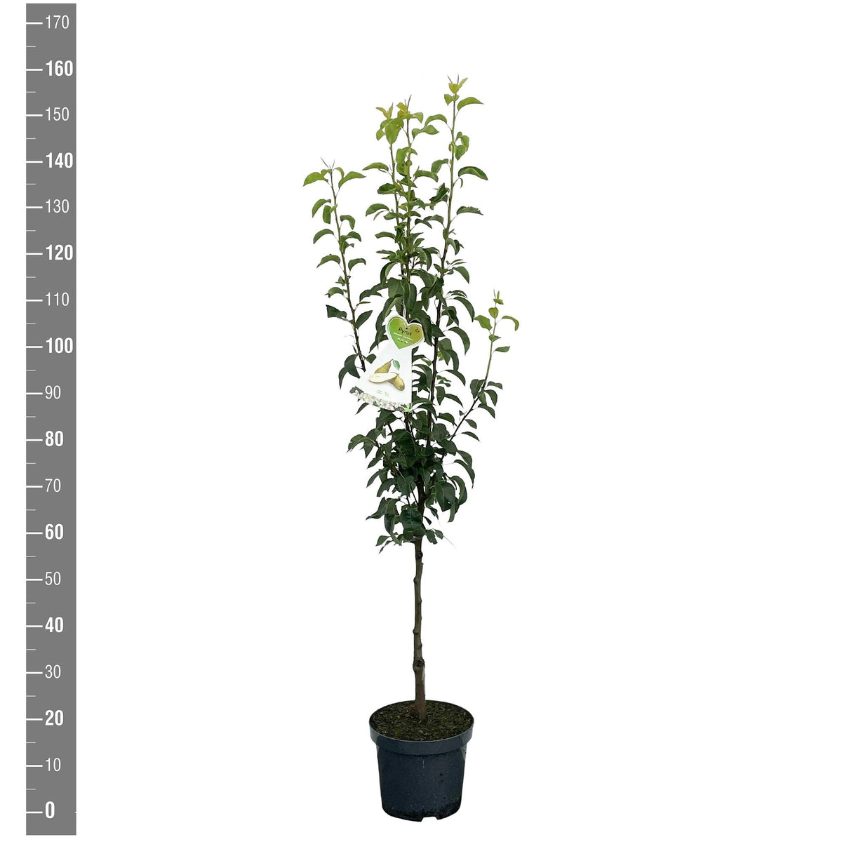 Pyrus communis &