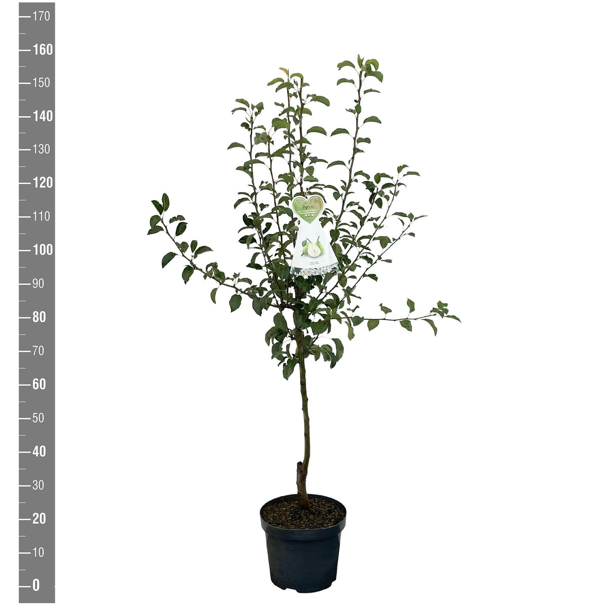 Pyrus communis &