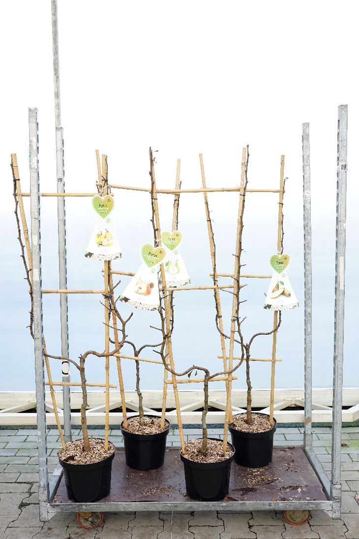 Pyrus communis i sorter C7,5 (7,5 liters kruka) U-formad