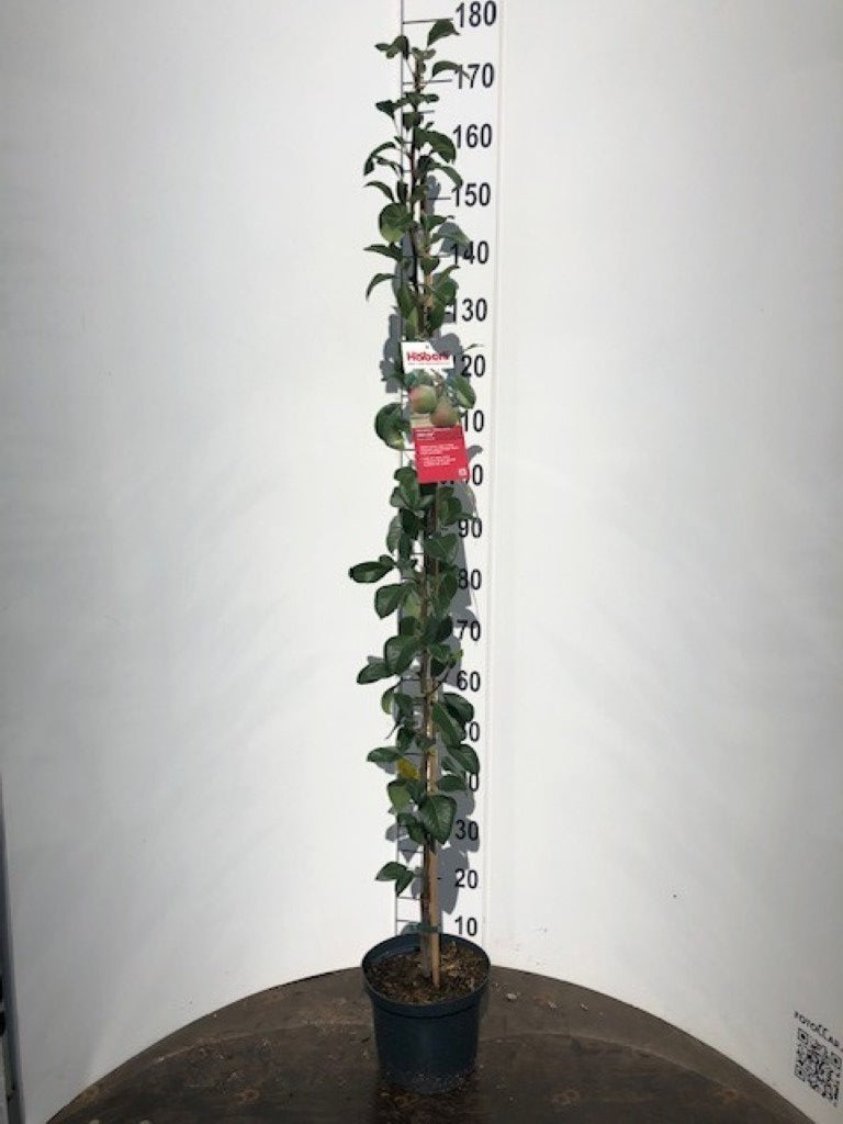 Pyrus c. &