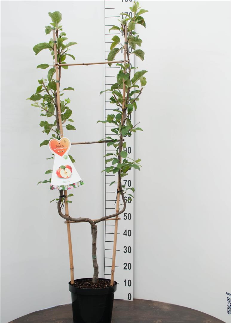 Pyrus c. &