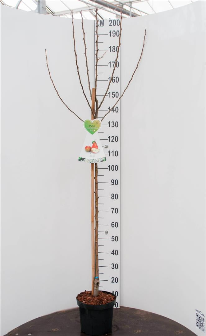 Pyrus communis &