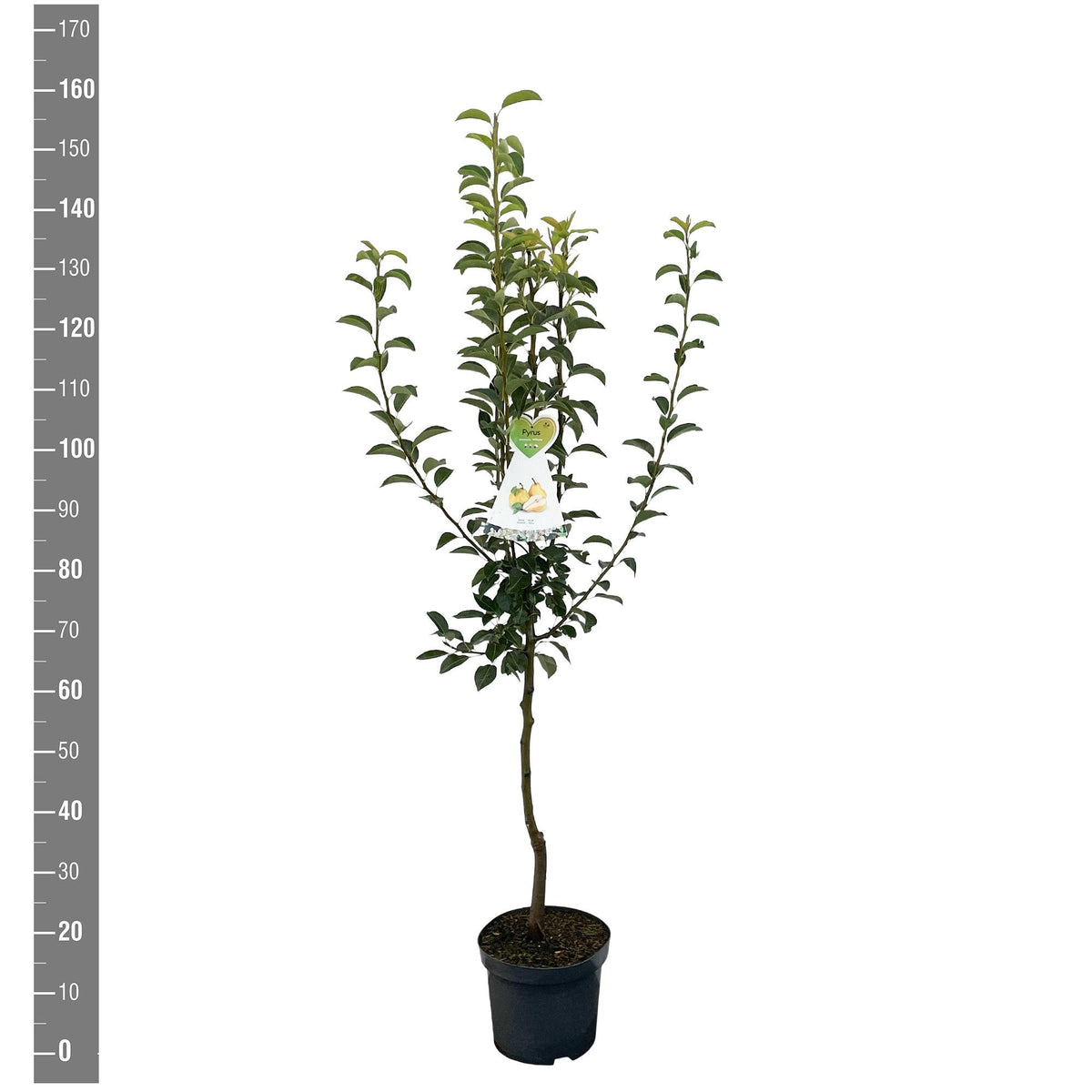 Pyrus c. &
