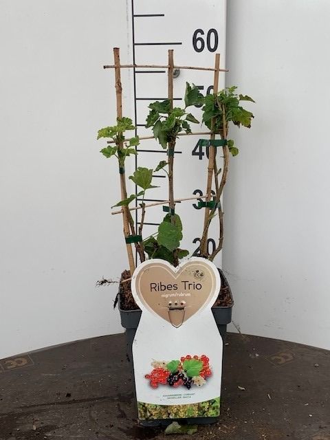Ribes (trio-spaljé) C5 (5 liters kruka)