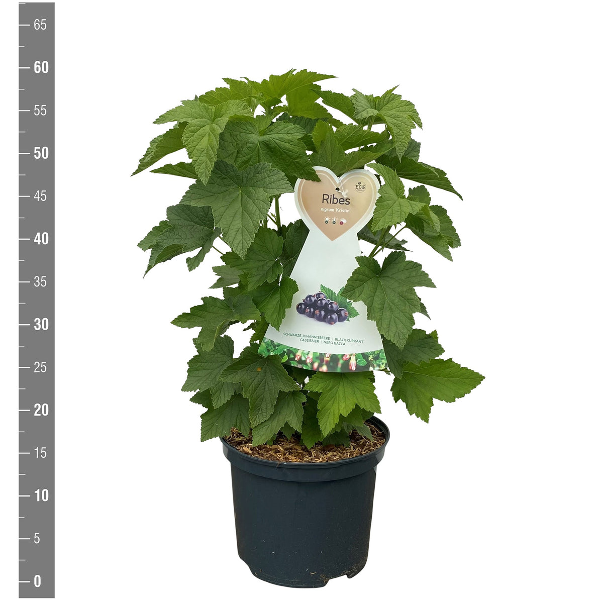 Svart vinbär Ribes nigrum &