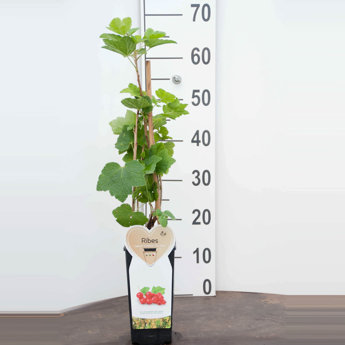 Ribes rubrum &