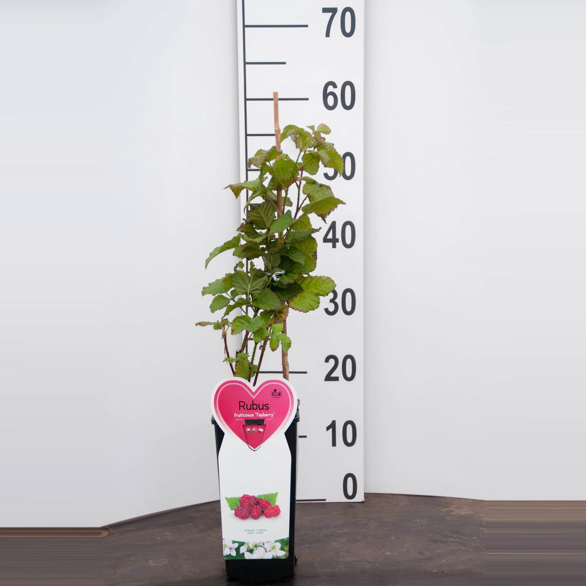 Rubus &