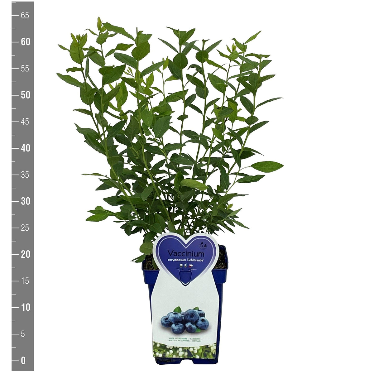 Vaccinium corymbosum &