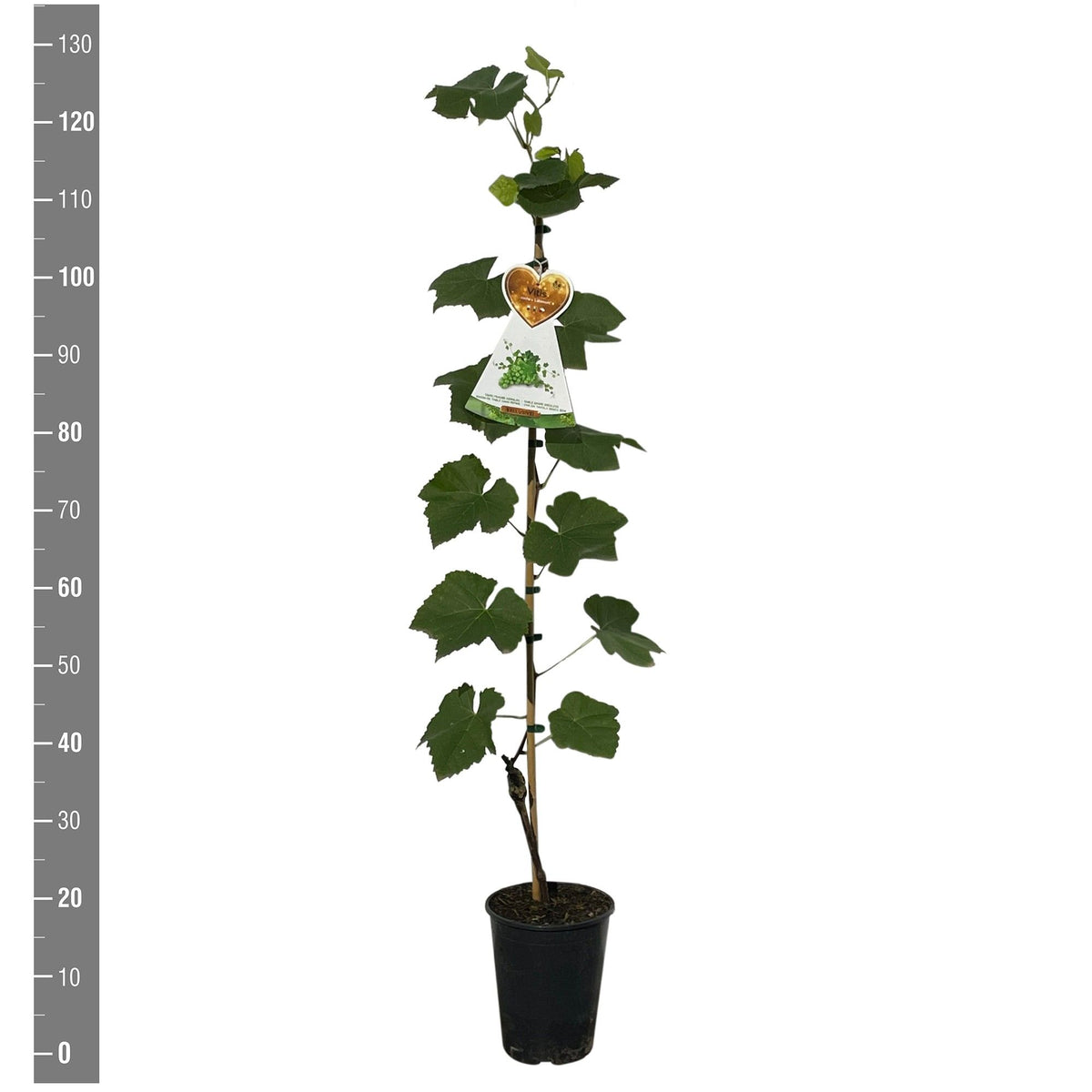 Vitis &