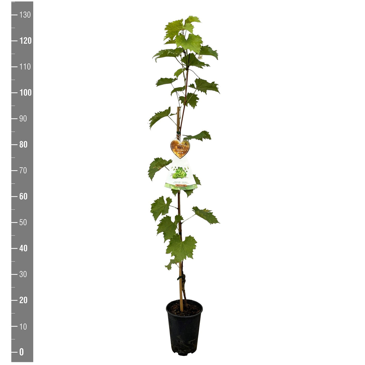 Vitis &
