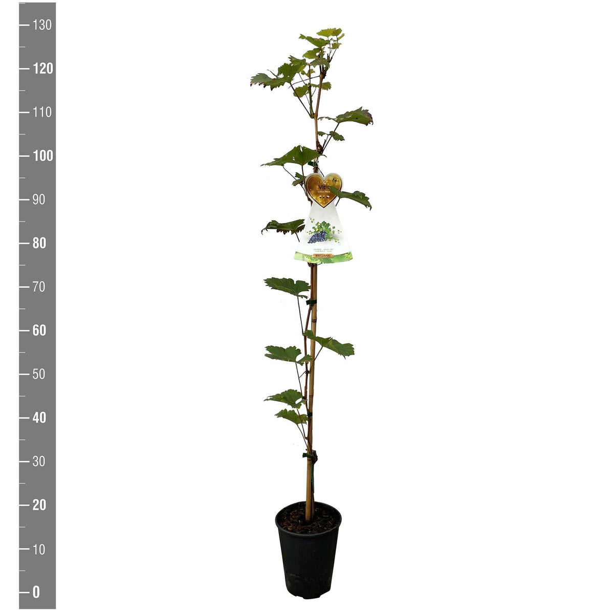 Vitis vinifera &