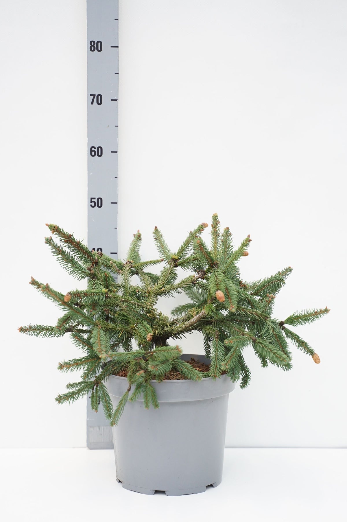 Picea abies &
