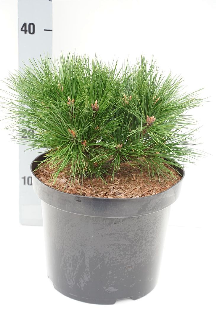 Pinus densiflora &