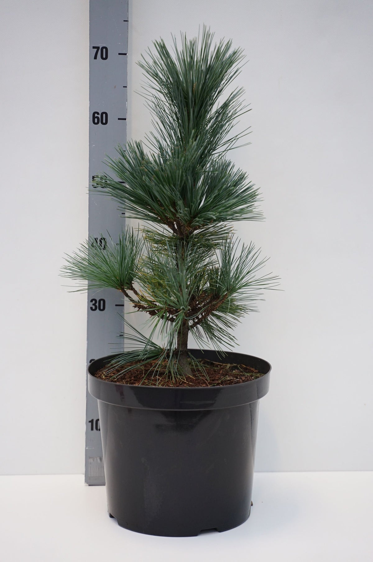 Pinus flexilis &