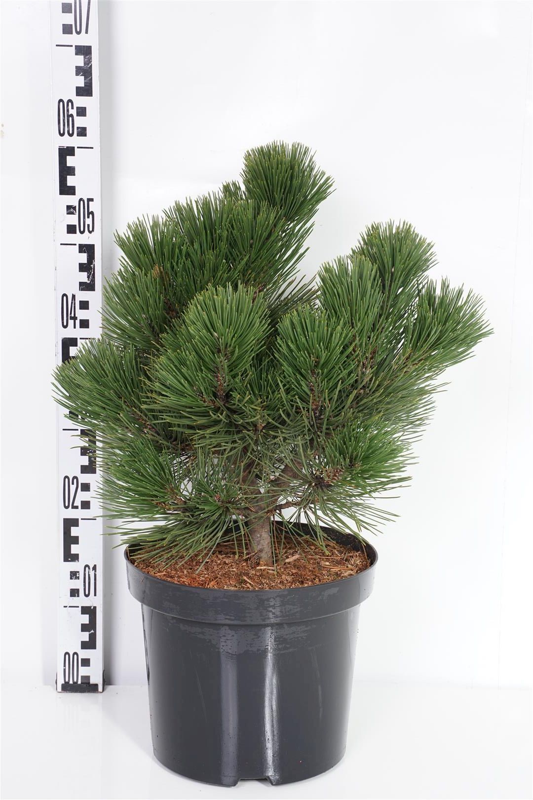 Pinus heldreichii &