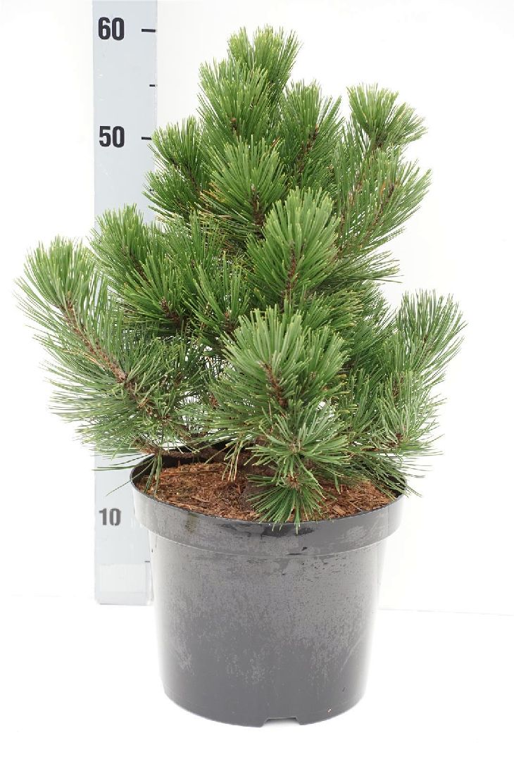 Pinus heldreichii &