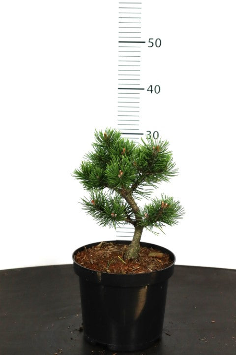 Pinus mugo &