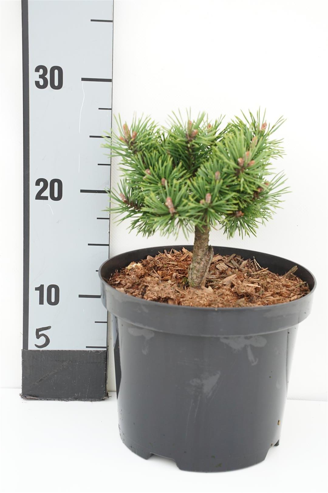 Pinus mugo &