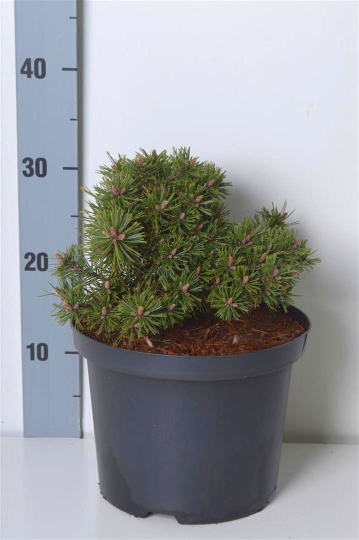 Pinus mugo &